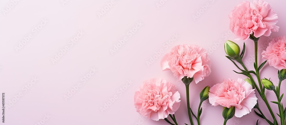 Isolated carnation on isolated pastel background Copy space pink and lovely