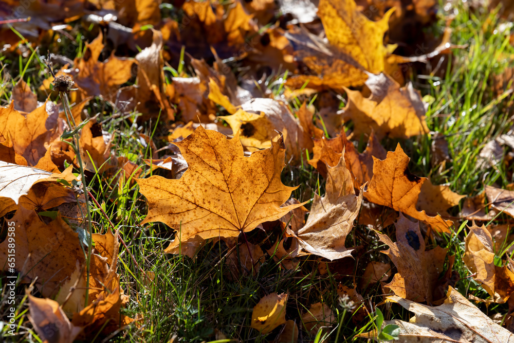 Green grass with a lot of damage and defects Green grass with a lot of damage and defects