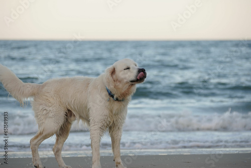Beautiful English Cream Golden Retriever Puppy Playing at the Beach in the Outer Banks of North Carolina