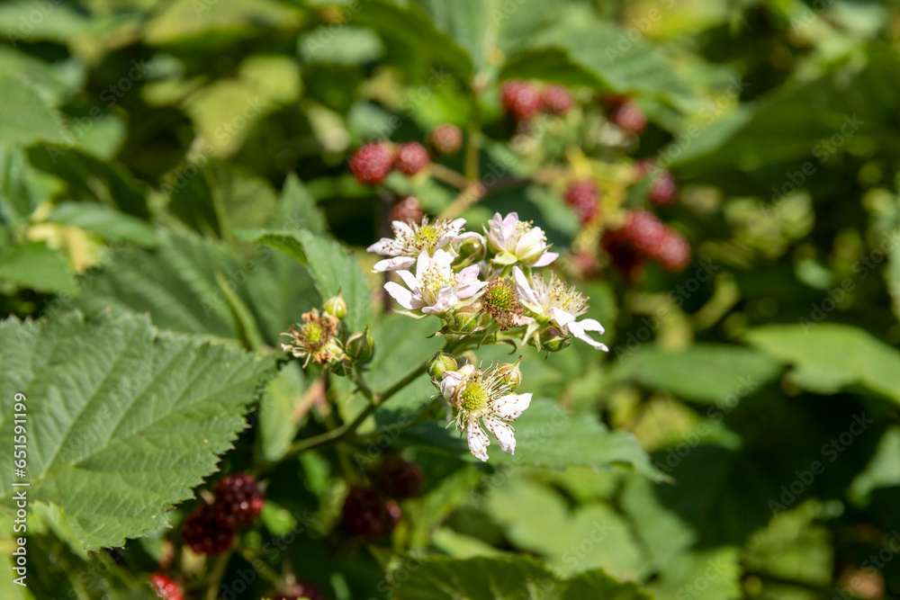 blackberry shrub in the summer, close-up blackberry shrub in the summer, close-up