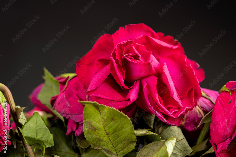 the old dry flowers are wet with water the old dry flowers are wet with water