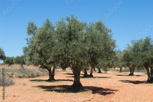 Olivos en olivar espa  ol