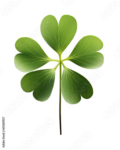 healthy green clover leaf. background image. 