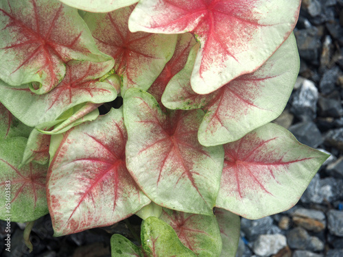 bueatyful caladium bicolor house pot sweet and vareigated plants photo