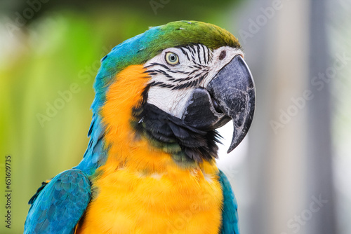Colorful blue and gold Macaw portrait