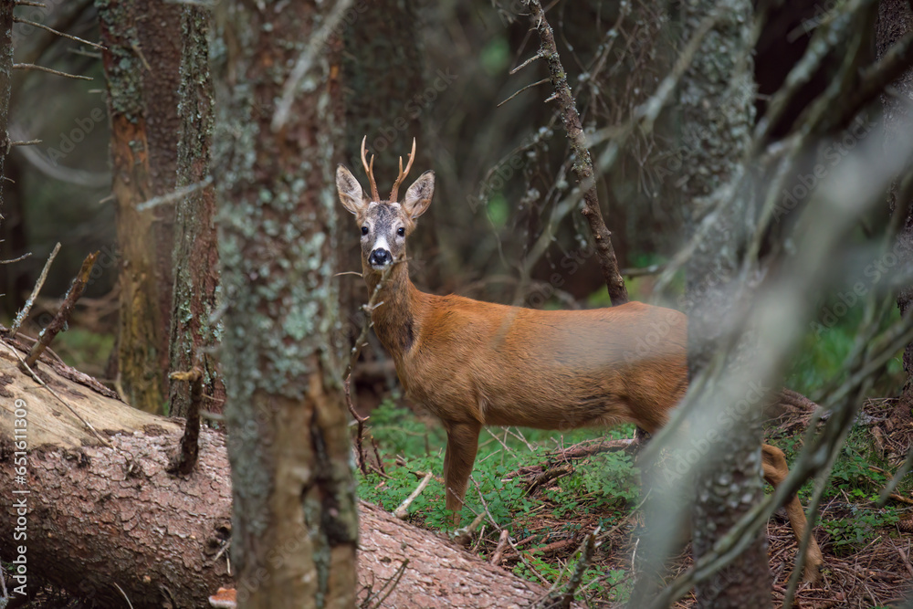 a roe buck, capreolus capreolus, in the forest at a autumn day