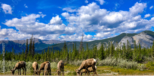 big horn sheep herd grazing with amazing background.