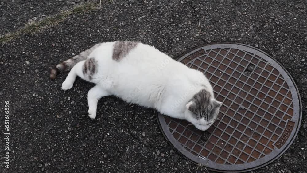 のんびり過ごしている可愛い野良の地域猫