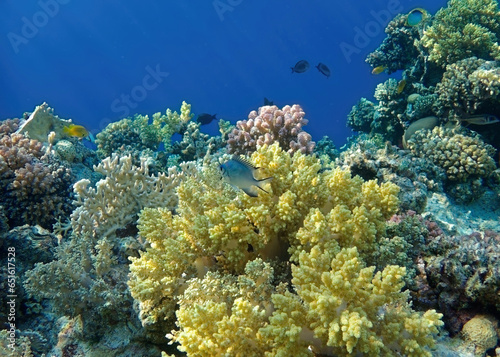 underwater world of corals and fishes,background