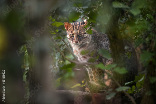 Amur or Siberian Leopard Cat, Prionailurus bengalensis euptilurus, discreet cat in its native environment of far east forest.  photo