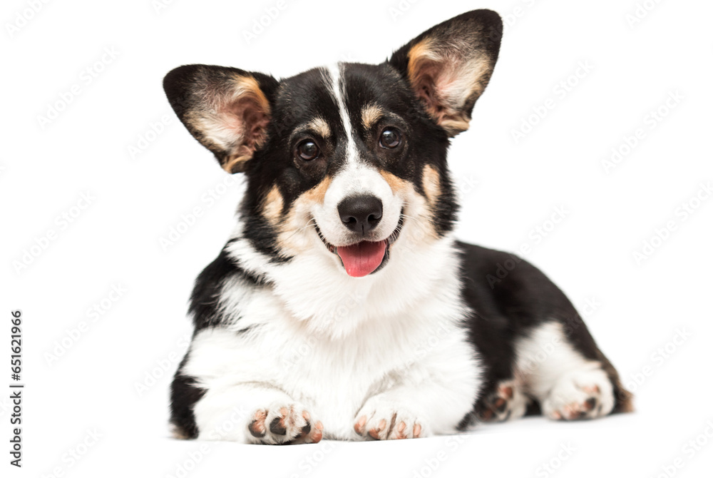 corgi dog with tongue on white background