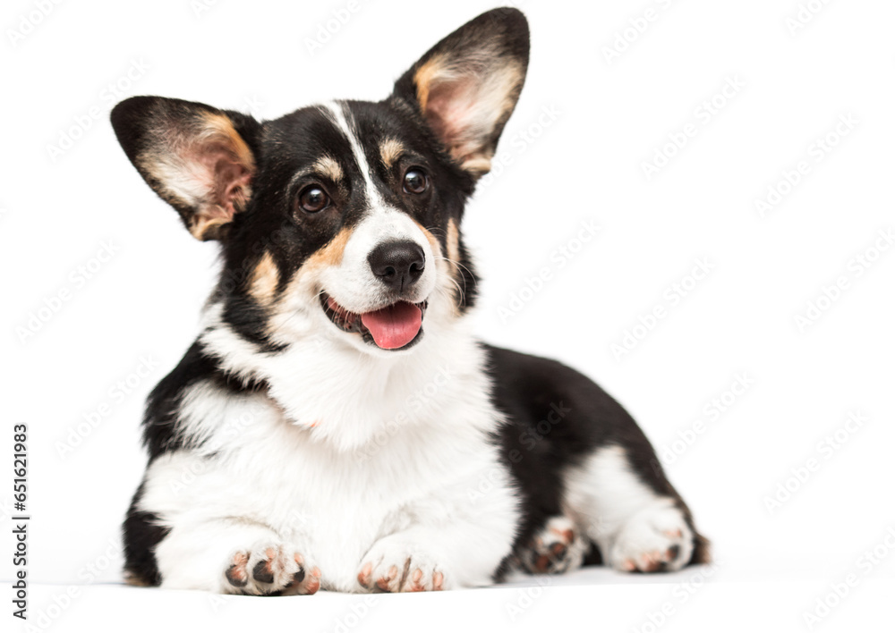 corgi dog with tongue on white background