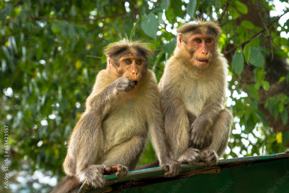 Monkeys in India Monkeys in India
