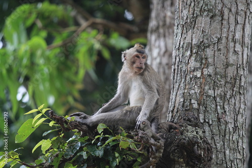 a monkey perched on a tree © Aby