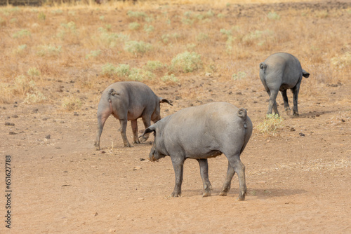 Iberian pigs grazing and eating acorns in the dehesa in Salamanca  Spain