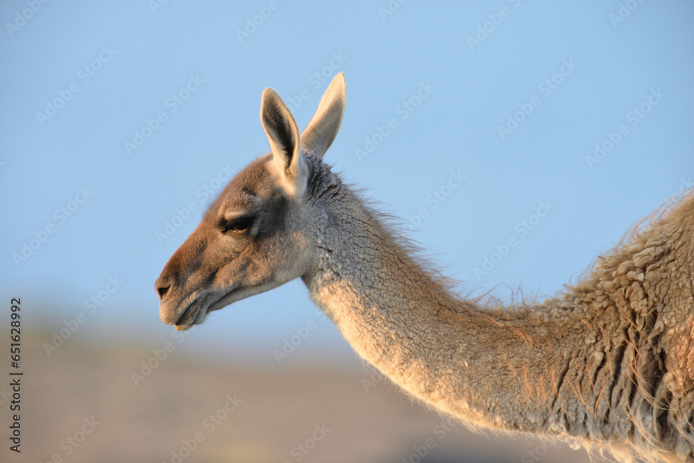 Nahaufnahme von großem Guanako Kamel in Argentinien