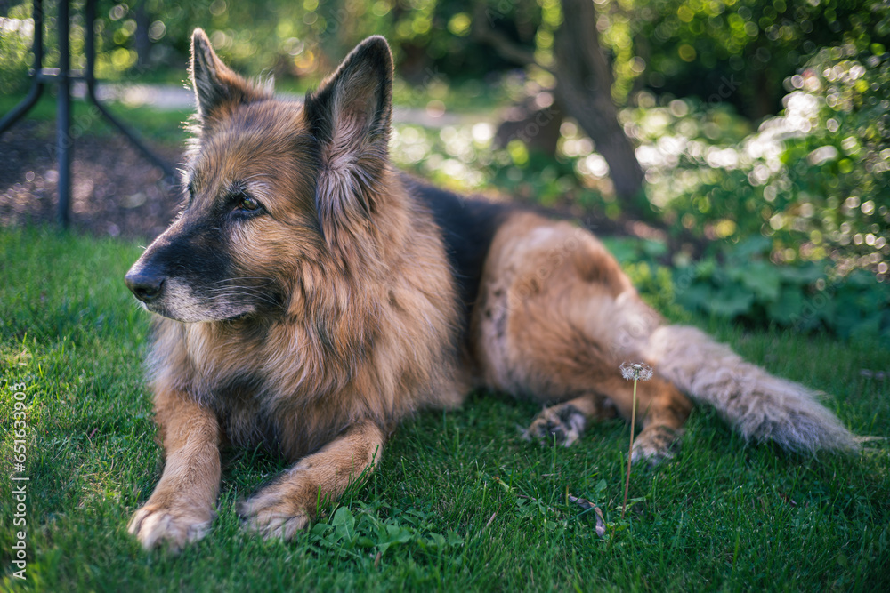 Stary pies, owczarek niemiecki odpoczywający w zielonym ogrodzie - obrazy, fototapety, plakaty 