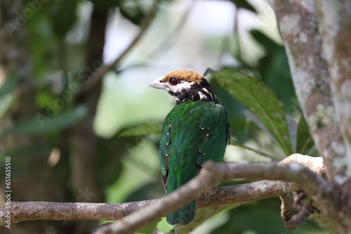 White-eared catbird photo