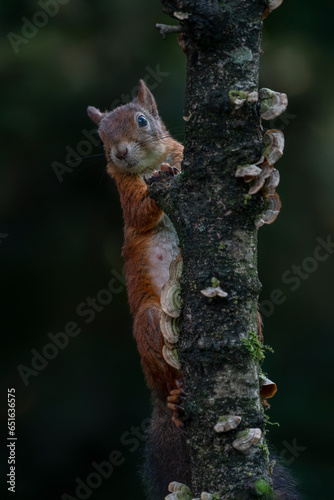 Cute Red Squirrel (Sciurus vulgaris) on a branch. in an autumn forest. Autumn day in a deep forest in the Netherlands. 