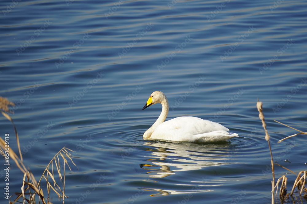 Obraz premium 고니(swan)