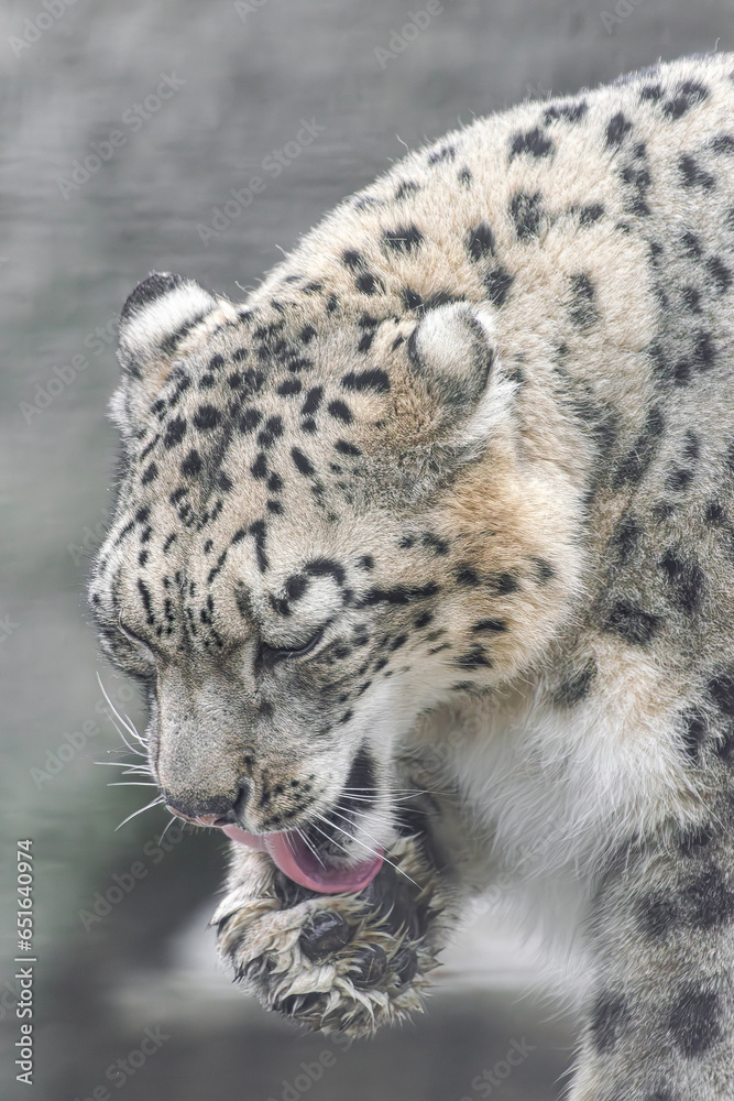 Snow Leopard, (Panthera uncia), licking his paw, cleaning time Snow Leopard, (Panthera uncia), licking his paw, cleaning time