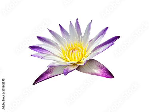 purple lotus flower isolated