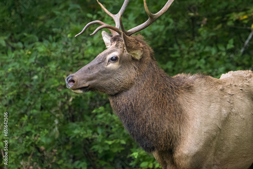 Fototapeta Naklejka Na Ścianę i Meble -  Young Bull Elk