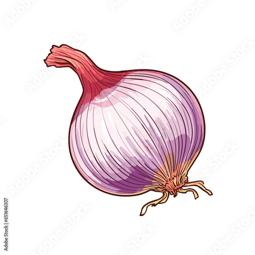 Wallpaper Mural red onion isolated on white vector image Torontodigital.ca
