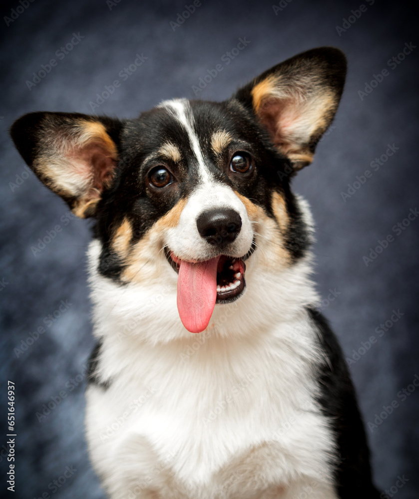 tricolor welsh corgi dog with tongue