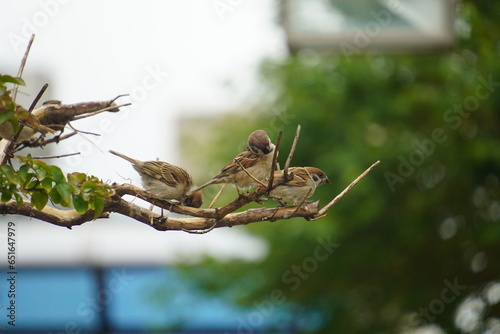 도심속의 참새(Sparrow)