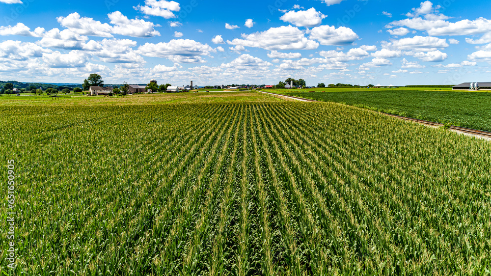 A Drone Low Angle of Rows of Corn, Waiting to be Harvested, on a Sunny Summer Day