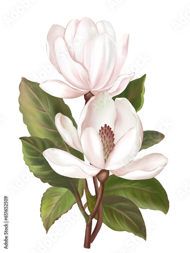 Hand draw and paint a branch of Magnolia flowers  soft pink and white color  illustration image.