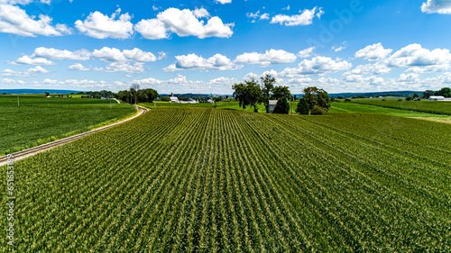 A Drone Low Angle of Rows of Corn  Waiting to be Harvested  on a Sunny Summer Day