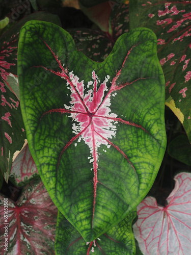 bueatyful caladium bicolor house pot sweet and vareigated plants photo