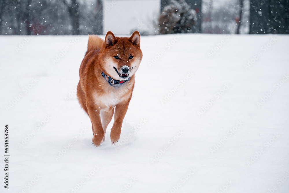 Siba dog in snow. Winter background with cute dog. Shiba Inu Japanese husky in winter Siba dog in snow. Winter background with cute dog. Shiba Inu Japanese husky in winter