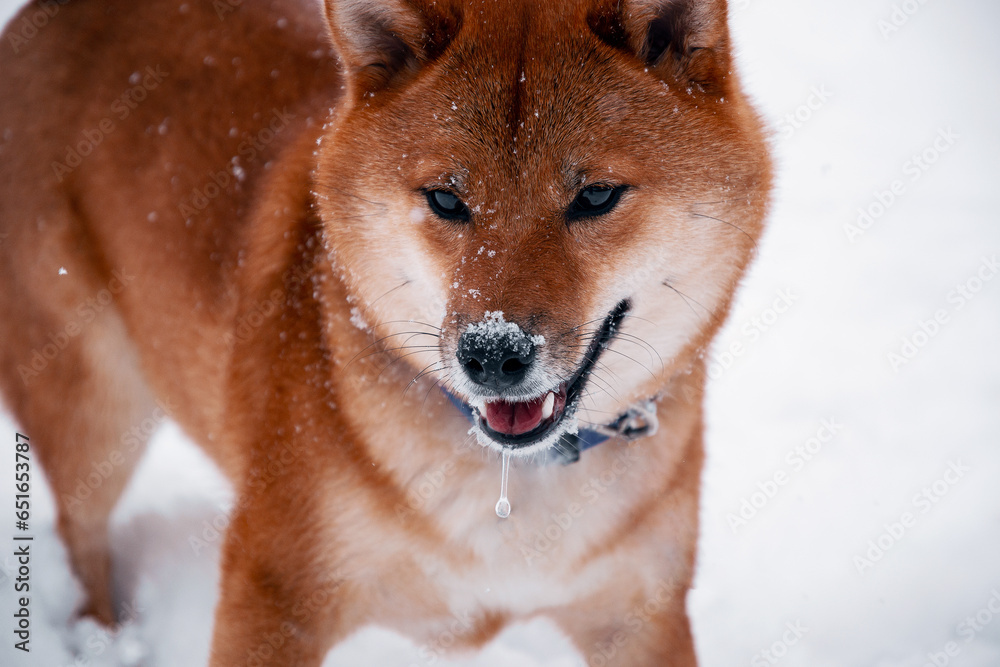 Siba dog in snow. Winter background with cute dog. Shiba Inu Japanese husky in winter Siba dog in snow. Winter background with cute dog. Shiba Inu Japanese husky in winter