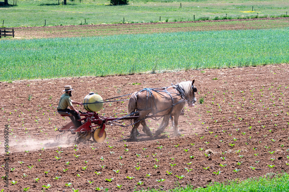 Obraz premium An Amish Farming Working the Fields With His Two Horses, on His Farm, on a Spring sunny Day