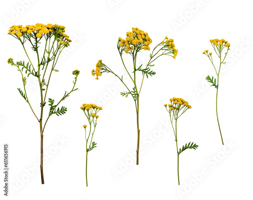 A set of flowers Common Tansy (Tanacetum vulgare) isolated on a white background. A set of elements for creating collage or design, postcards, floral arrangement, wedding cards and invitations.