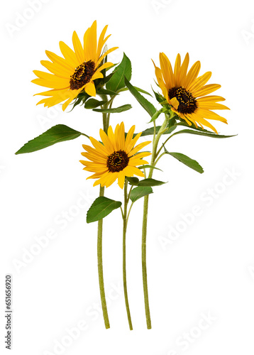 Floral arrangement. Three yellow sunflowers isolated on white background. Element for creating collage or design, postcards, floral arrangements, wedding cards and invitations.