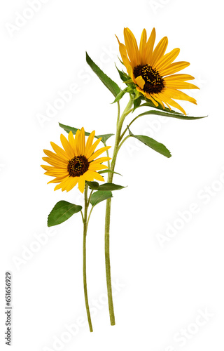 Floral arrangement. Two yellow sunflowers isolated on a white background. Element for creating collage or design, postcards, floral arrangements, wedding cards and invitations.