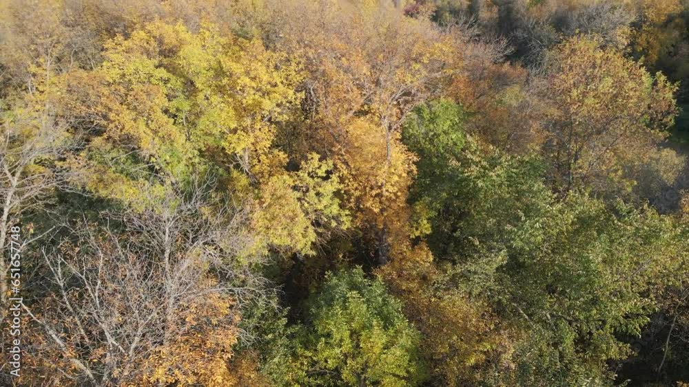 Aerial moving forward and close to treetops that have bright autumn colors. The trees are swaying in a strong wind.
