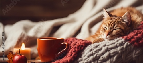 Cozy home day with cat on couch wearing knitted socks