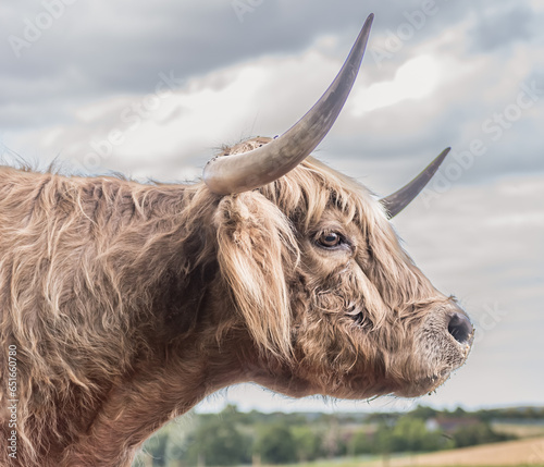 highland, cow, horn, field, agriculture, cattle, scotland, nature, farm, bovine
