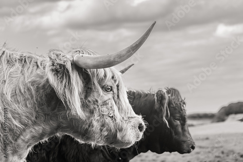 highland, cow, horn, field, agriculture, cattle, scotland, nature, farm, bovine

