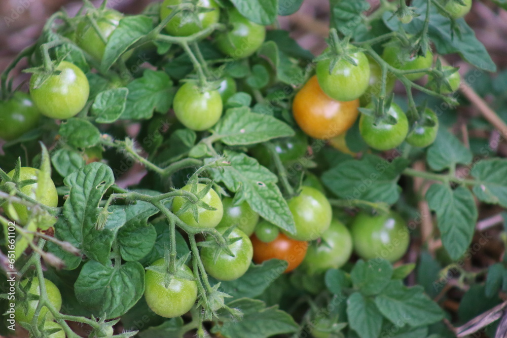 Tomatoes ripen on a vine in the garden Tomatoes ripen on a vine in the garden