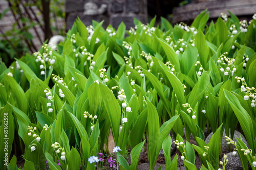 Lily of the valley little white flowers in the garden  spring nature