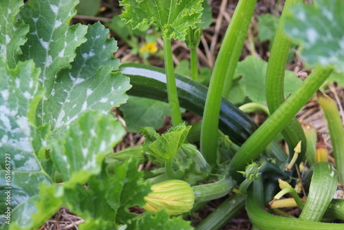 Zucchini grows in the garden