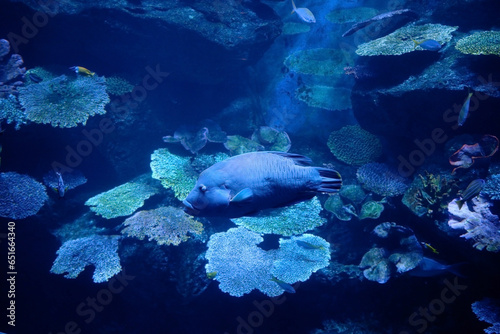 Fototapeta Naklejka Na Ścianę i Meble -  Small sea fish in sea water with coral in the background.