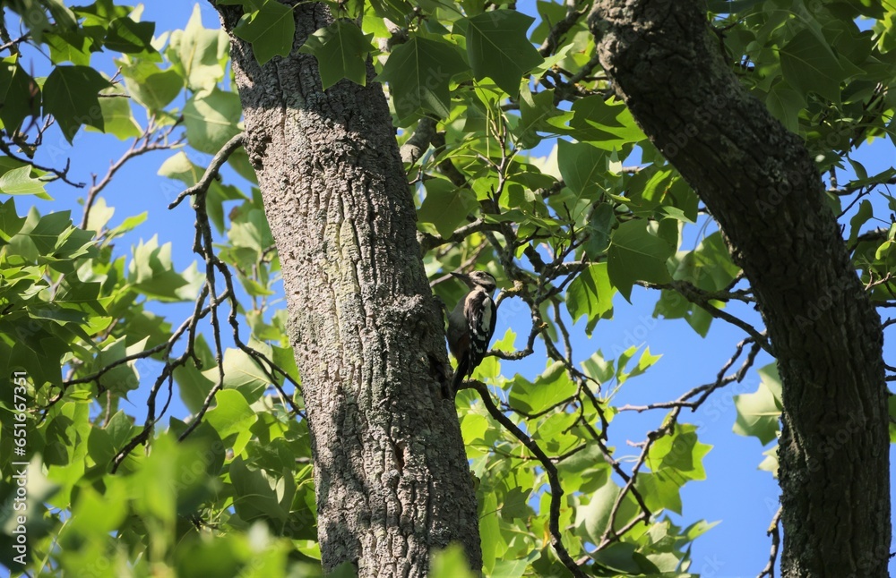 Fototapeta premium Woodpecker on the trunk of a deciduous tree