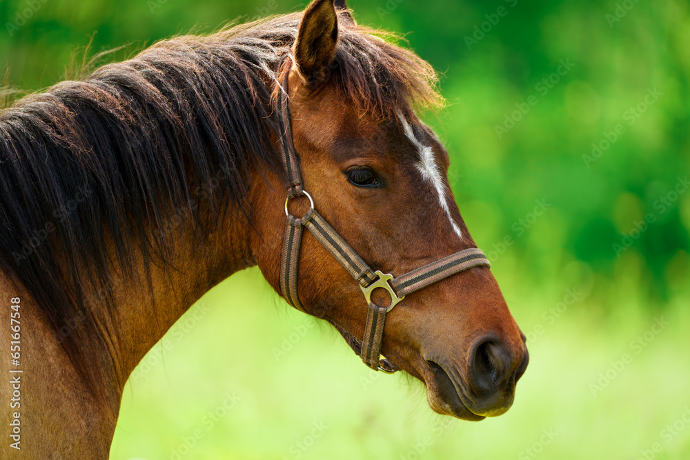 Obraz premium Powerful and elegant, a brown horse against a vibrant green field, creating a tranquil and captivating scene. Capturing the essence of grace and power, this close-up portrait features a stunning brown